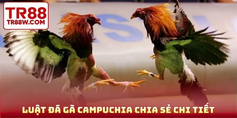 Luật đá gà Campuchia chia sẻ chi tiết